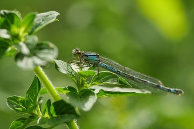 Close-up of damselfly on leaf