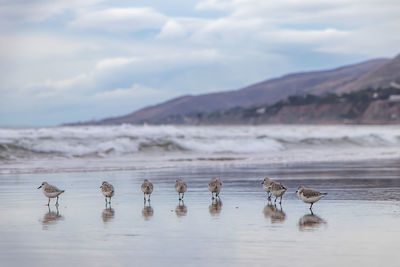 Sea birds in zuma beach 