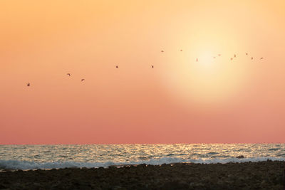 Birds flying over sea against sky during sunset