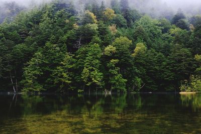 Scenic view of lake in forest