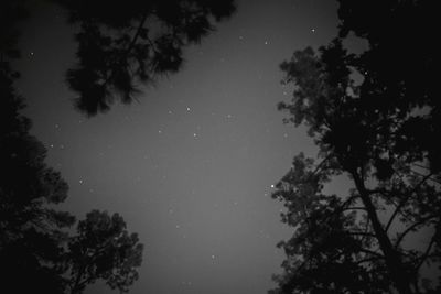 Low angle view of silhouette trees against sky at night