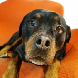 Sweet dog on sofa