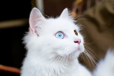 A close up portrait of a young heterochromic or odd-eyed white fur domestic cat