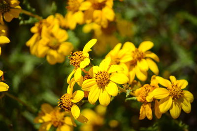 Close-up of yellow flower