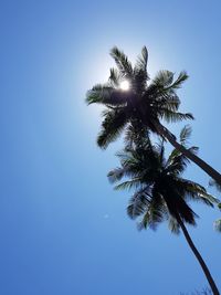 Low angle view of coconut palm tree against clear blue sky
