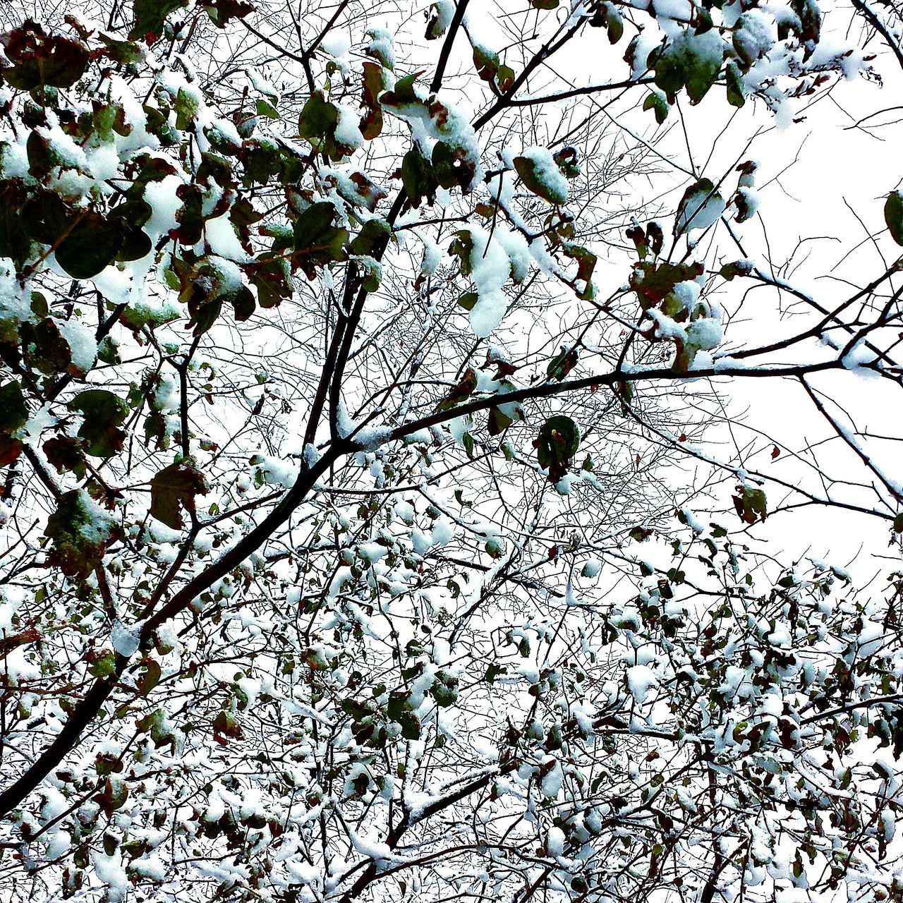 branch, low angle view, tree, growth, nature, clear sky, leaf, twig, outdoors, bare tree, day, no people, beauty in nature, sky, plant, flower, hanging, close-up, fragility, freshness