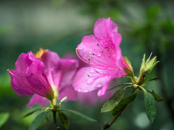 Close-up of wet pink flowers blooming outdoors