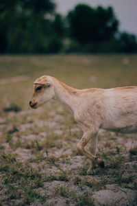 Side view of dog standing on field