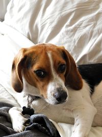 Portrait of dog lying down on bed