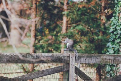 Squirrel on fence