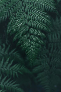 Full frame shot of fern