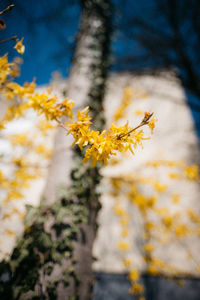 Close-up of yellow flower on tree trunk