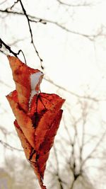 Close-up of dry maple leaf on branch