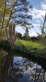 Reflection of trees on lake against sky