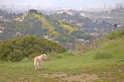 Dog on field by mountain against sky