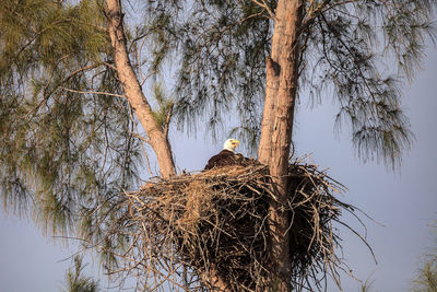 Low angle view of bird perching on tree