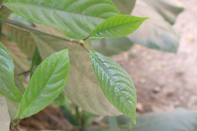 leaf