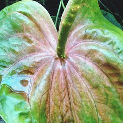 Close-up of green leaves