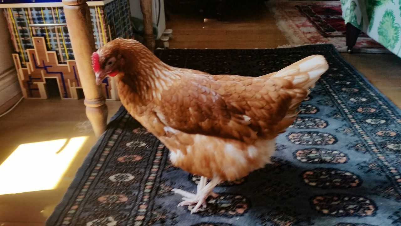 animal, domestic animals, animal themes, pets, domestic, mammal, vertebrate, one animal, bird, chicken - bird, livestock, indoors, brown, chicken, full length, no people, day, dog, flooring, high angle view