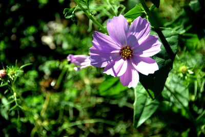 Close-up of purple flower