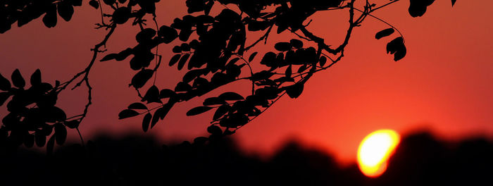 Close-up of silhouette tree against orange sky