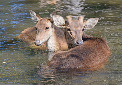 View of deer drinking water in lake