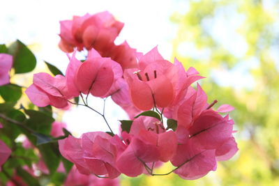 Close-up of pink flowering plant