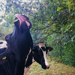 Close-up of cow on field