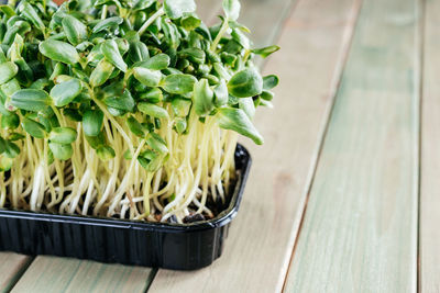 Growing microgreens at home, fresh green sprouts of sunflower micro greens on the kitchen table