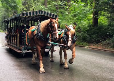 Two horses on the road