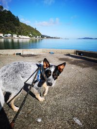 Dog on beach