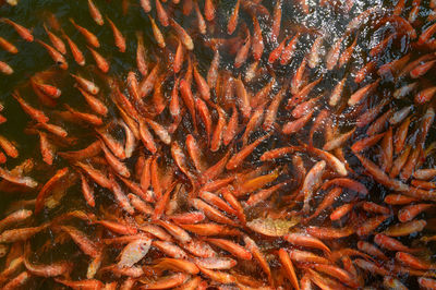 Red tilapia fish farming, tubtim fish economic importance of fish farming
