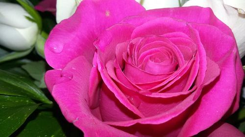 Close-up of pink rose blooming outdoors