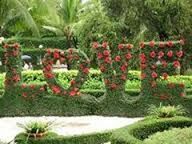 Plant growing in water