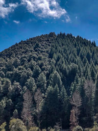 Plants growing on land against sky