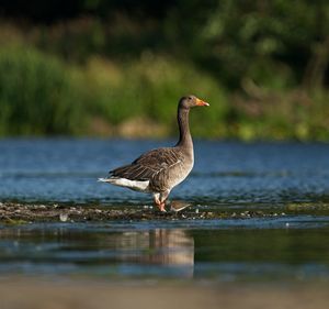 Close-up of greylag goose bird in lake