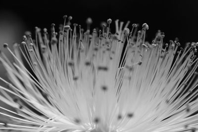 Close-up of flowering plant against black background