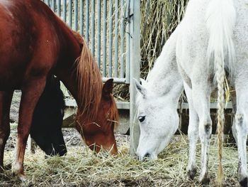 Horse on field