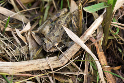 Close-up of plants on field