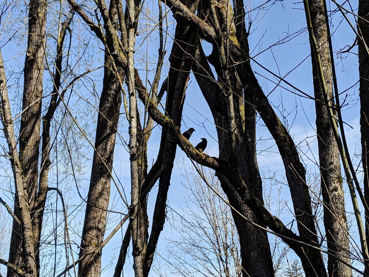 LOW ANGLE VIEW OF BARE TREES AGAINST CLEAR SKY