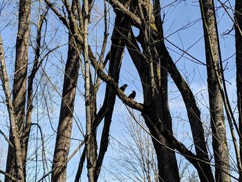 Low angle view of bare trees against clear blue sky