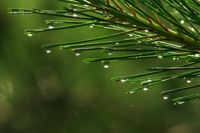 Low angle view of water drops on pine tree