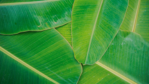 Full frame shot of green leaf