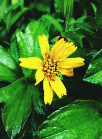 Close-up of yellow flower