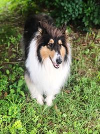 Portrait of dog on field