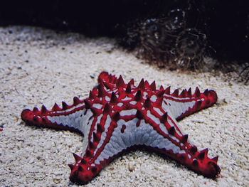 Close-up of starfish on beach