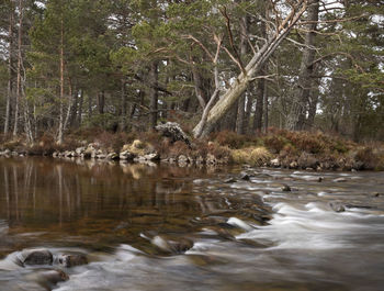 Scenic view of lake in forest