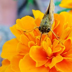 Close-up of insect on yellow flower