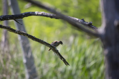 Female red-winged blackbird agelaius phoeniceus calling from a dying tree branch