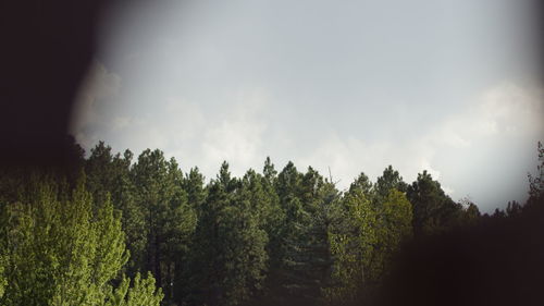 Panoramic view of trees on landscape against sky